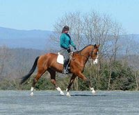 Akhal-Teke Karakhan doing Dressage